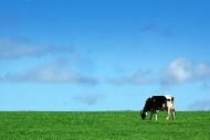 ist2_888457_cow_in_field.jpg