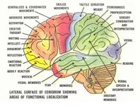 Brain-Functions.webp