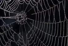 spider-web.webp