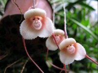 Grinning monkey orchid.jpg