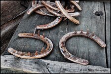 Old Horseshoes 2.jpg