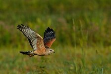 Red-shouldered-Hawk-flight-.jpg