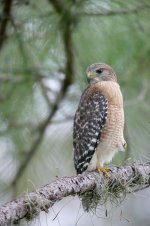 red-shouldered%20hawk.jpg