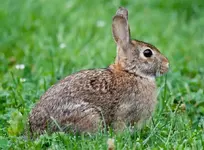 rabbit-18.webp