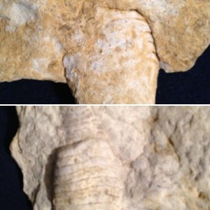 Fossils