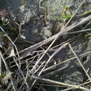 APR.13TH FARMFIELD FIND - INDIANHEAD PENNY