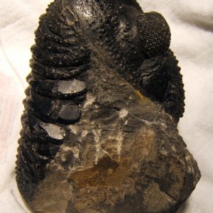 Trilobite