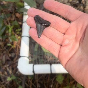 Nice hastalis shark tooth found in Gainsville Florida