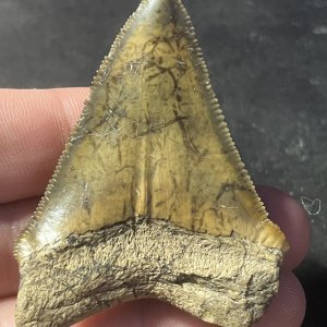 Beautiful colored megalodon tooth found in Gainsville!