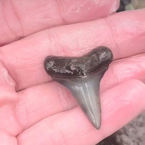 Insane lower hastalis shark tooth found in central Florida!