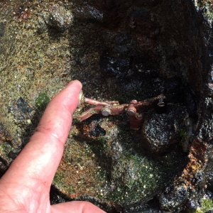 Centuries old Chronometer, entombed in Lava.