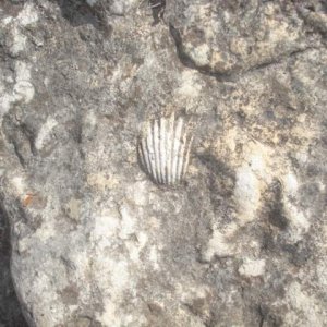 Canyon Shell (Del Rio) - The ocean is a long way away now days. This was located in Dead mans canyon in Del Rio Tx.