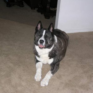 My Buddy - My Akita, Meiko.