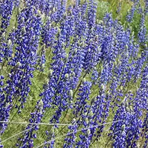 Blue flowers above Murphys, CA - Blue flower above Murphys CA