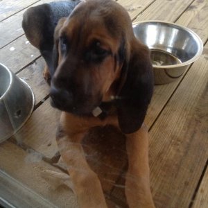 Lilly.......my full blood female Bloodhound. 3 months here.