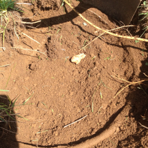 We think it's an old concrete bird bath with rebar.