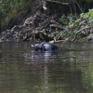 ME RIVER HUNTING