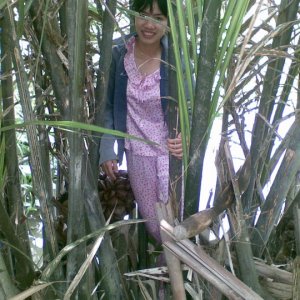 girl in the mekong delta harvesting palm nuts
