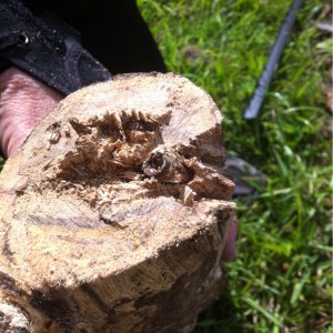 9mm bullet in tree limb