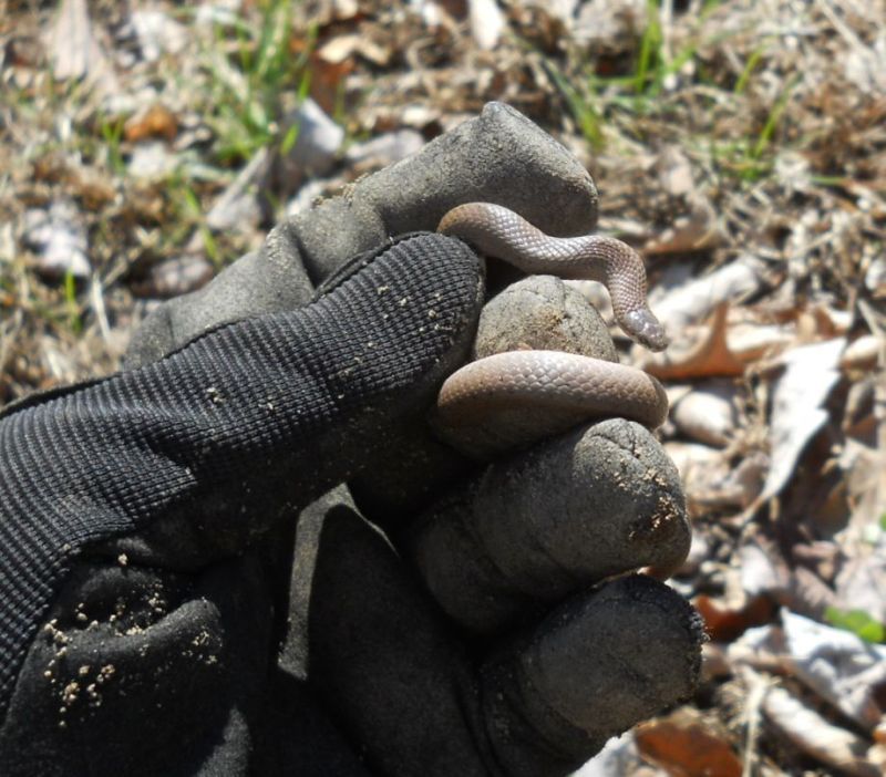 3-31-15 Eastern Smooth Earth Snake.