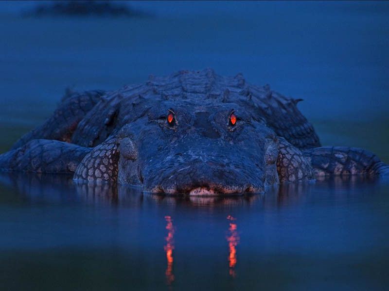 alligator at night orange eyes florida in water