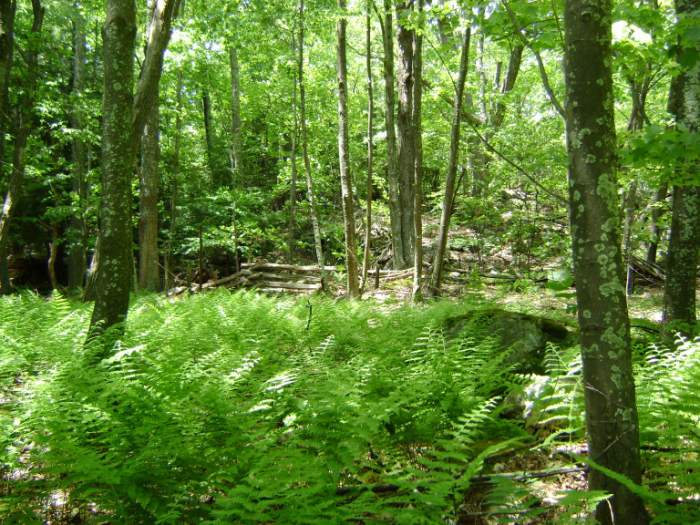 Beartown - Near Beartown in Pocahontas County WV.