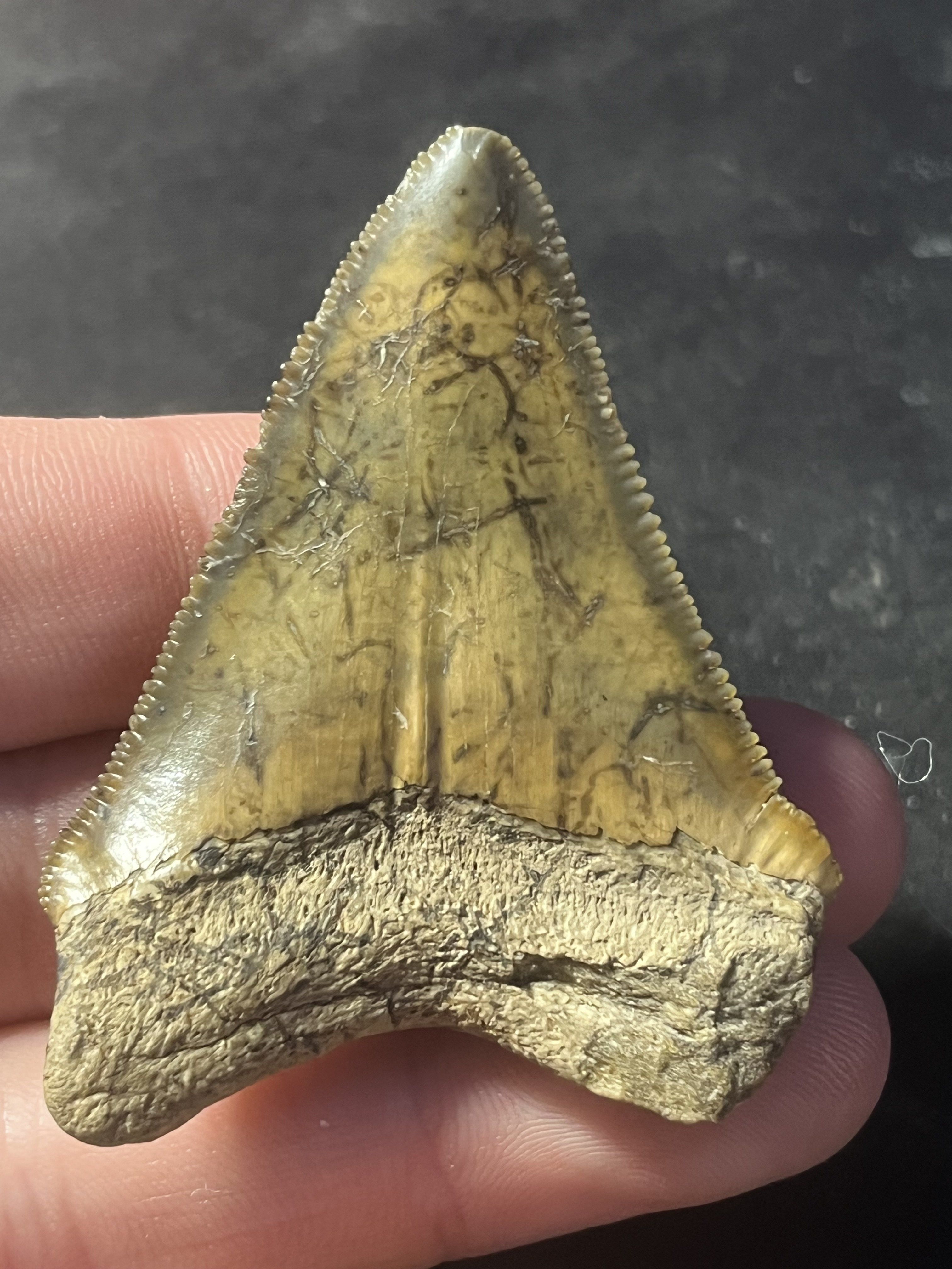 Beautiful colored megalodon tooth found in Gainsville!