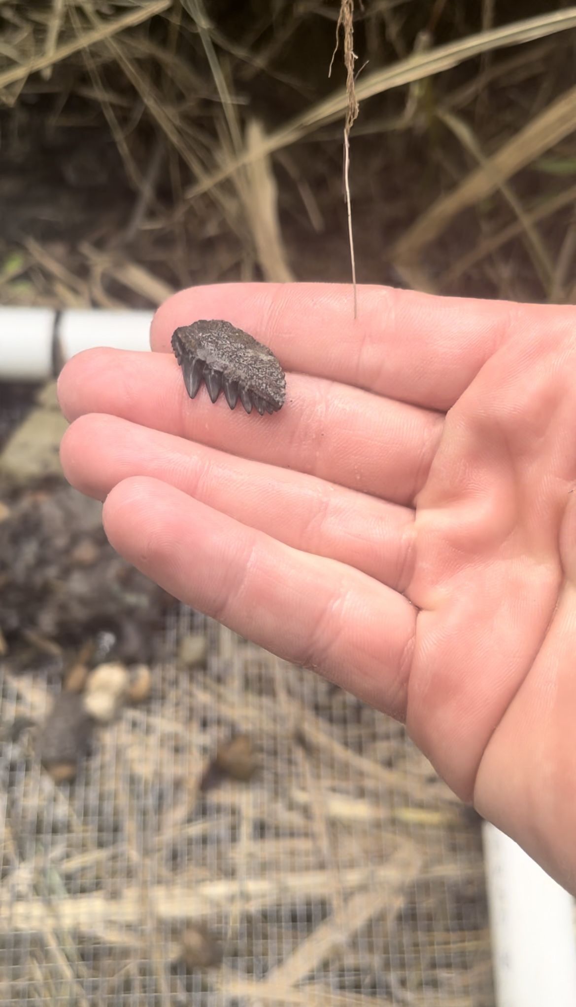 Beautiful cow shark tooth found in central Florida