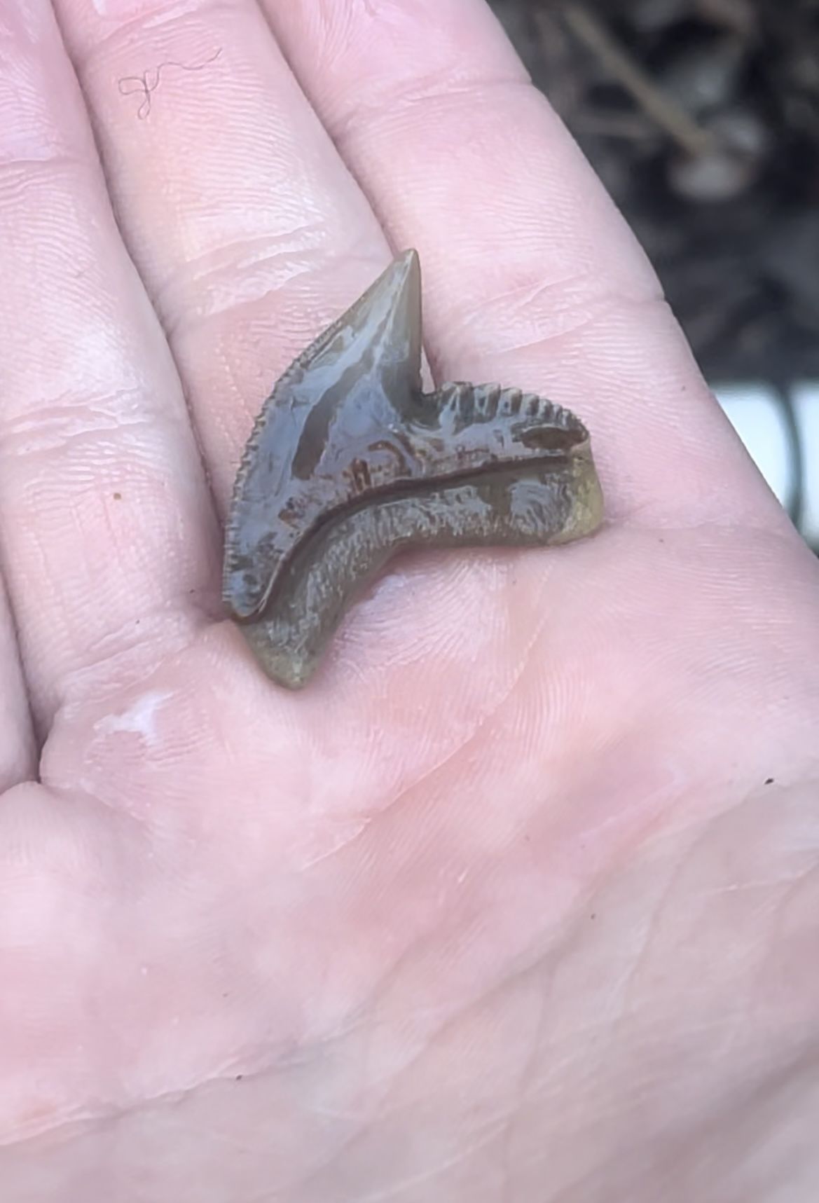 Beautiful orange colored tiger shark tooth!