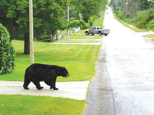 Black bear