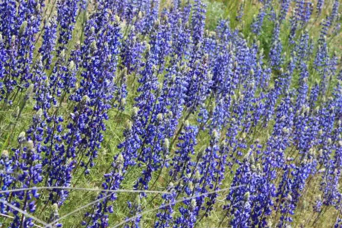 Blue flowers above Murphys, CA - Blue flower above Murphys CA