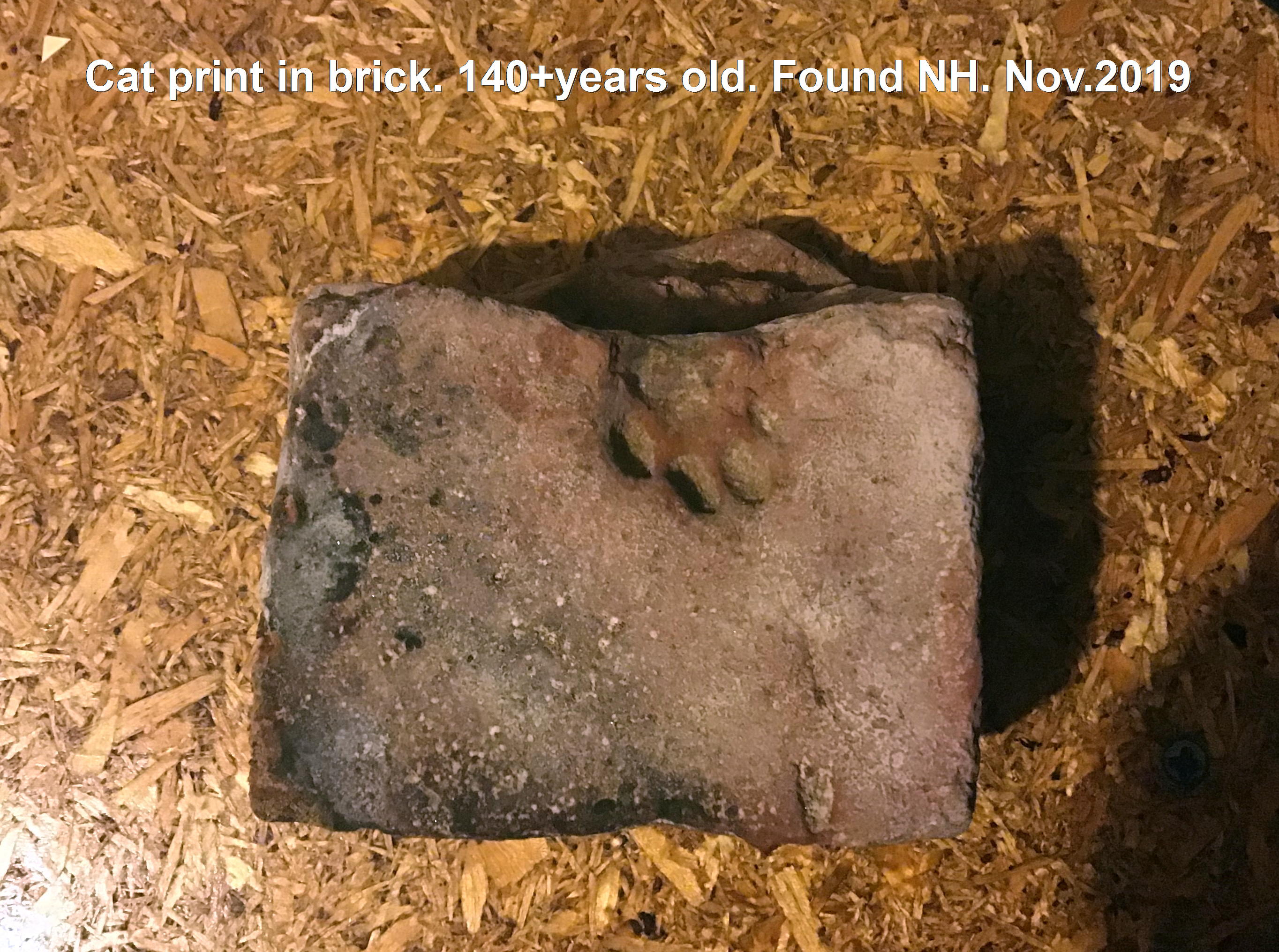 Brick with cat print 2019