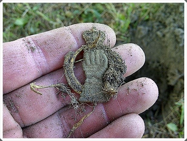 Canadian Military Hat Badge 001