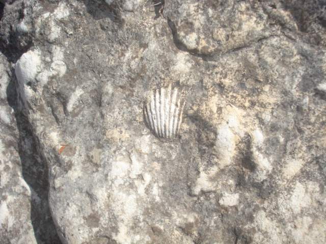 Canyon Shell (Del Rio) - The ocean is a long way away now days. This was located in Dead mans canyon in Del Rio Tx.