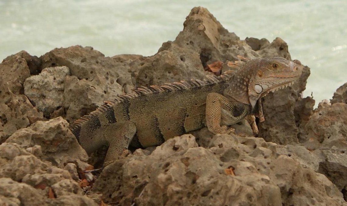 carib iguana2