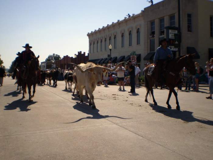 Cattle Drive