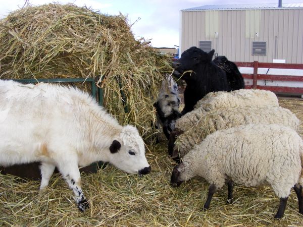 Chow time - A few of our critters putting on the feed bag