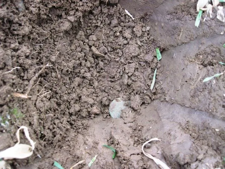 COLONIAL COPPER IN FARM FIELD