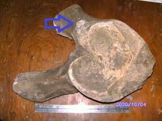 Columbian Mammoth - partial hip found in a gravel pit (along with tusk) near New Ulm MN in the summer of 2020.