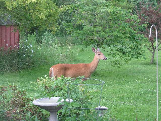 Deer in our backyard - Karen snapped these  looking through the window