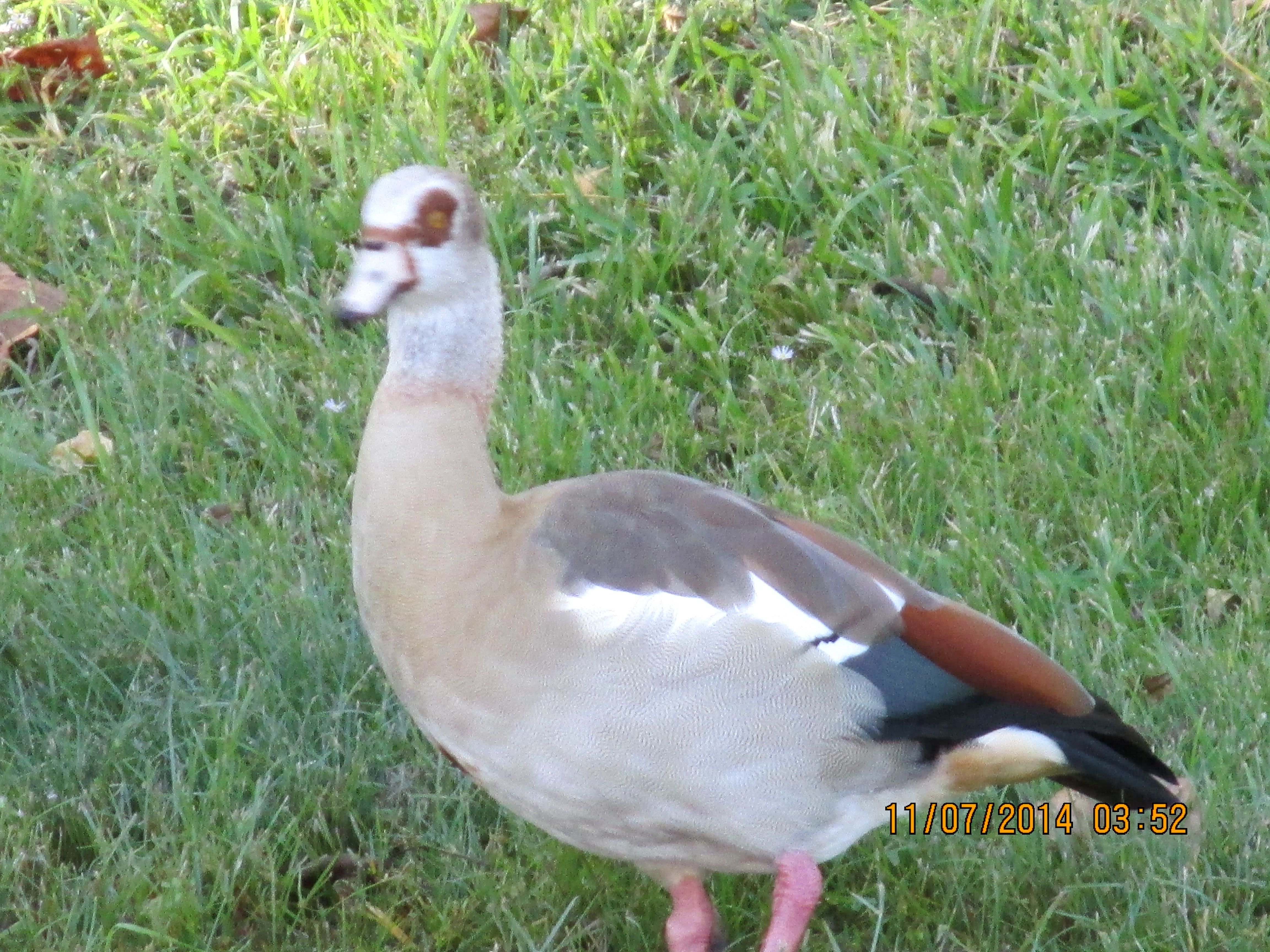 Egyptian goose looking on