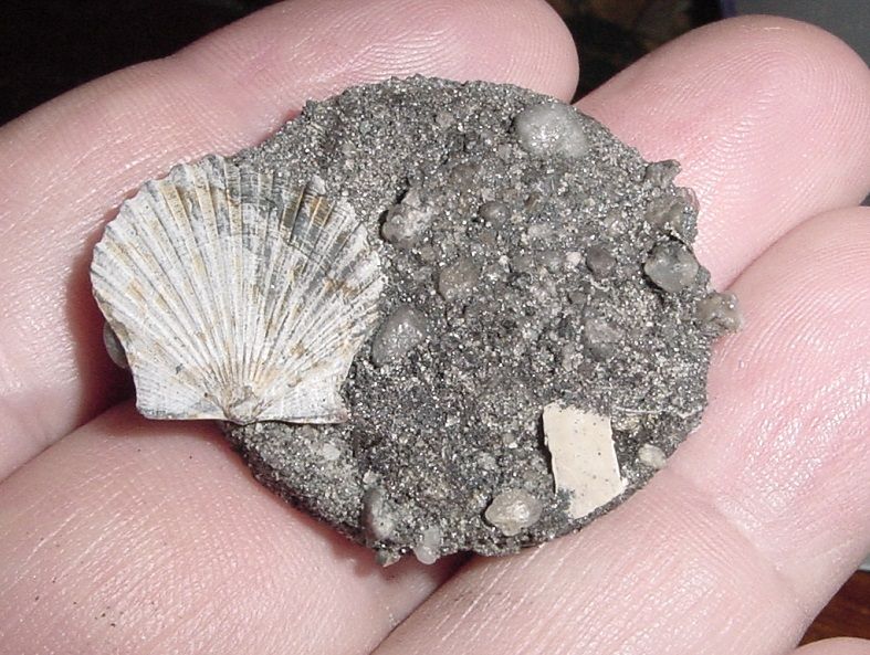 ENCRUSTED SILVER HALF