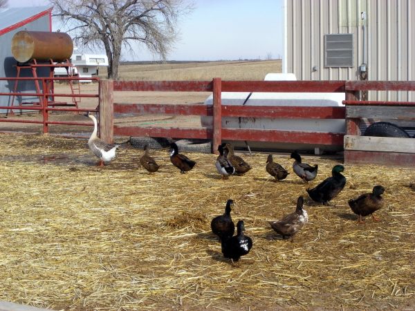 Follow the leader - One of our geese who thinks he is a duck, leads the duck flock