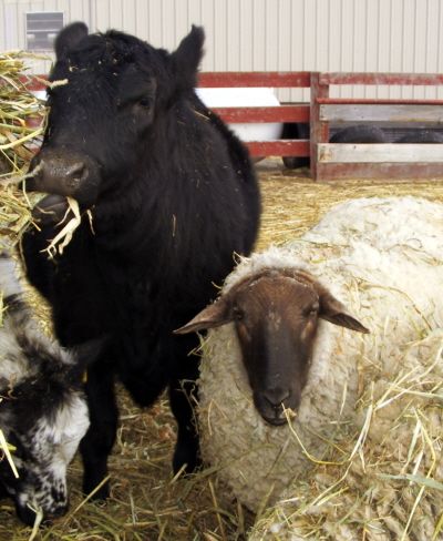 Friends - Our angus heifer and her buddy, our ram. best of friends