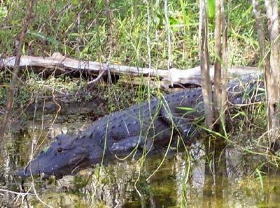 gator in the glades