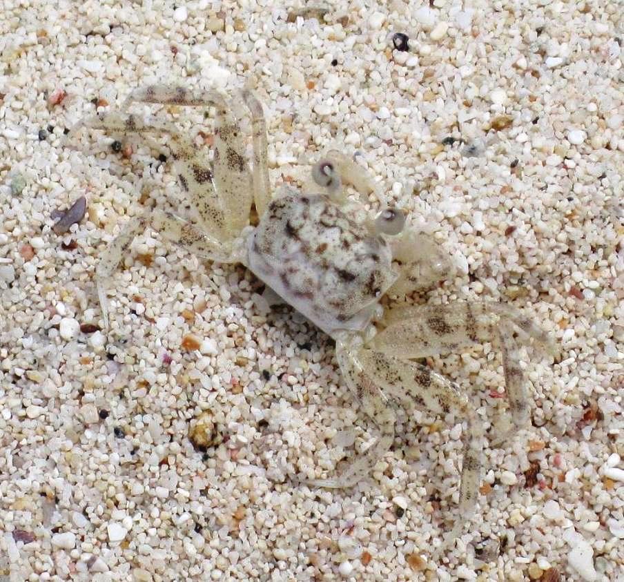 ghostcrab