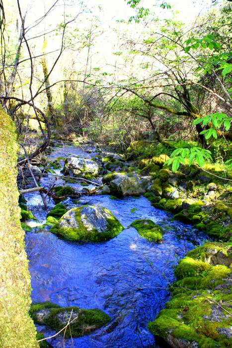 Gold Claim - Our gold claim in beautiful gold country - spring (before it gets dried and nasty)