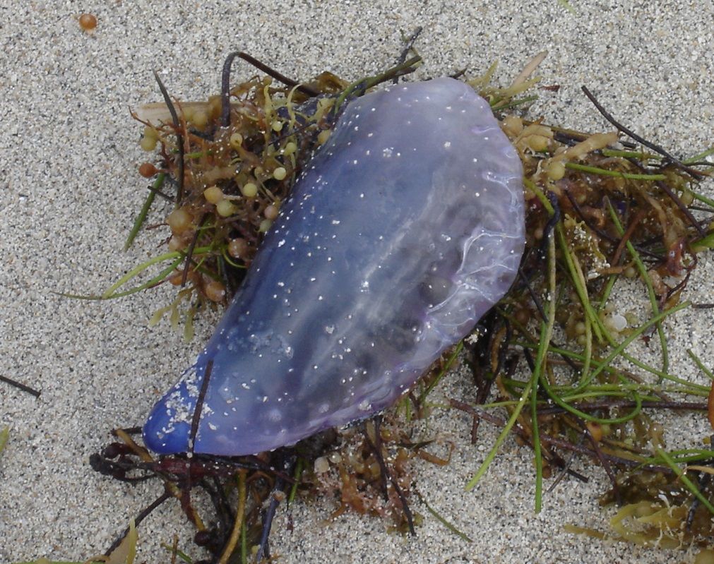 LARGE MAN-O-WAR WASHED UP ON A FLA. BEACH