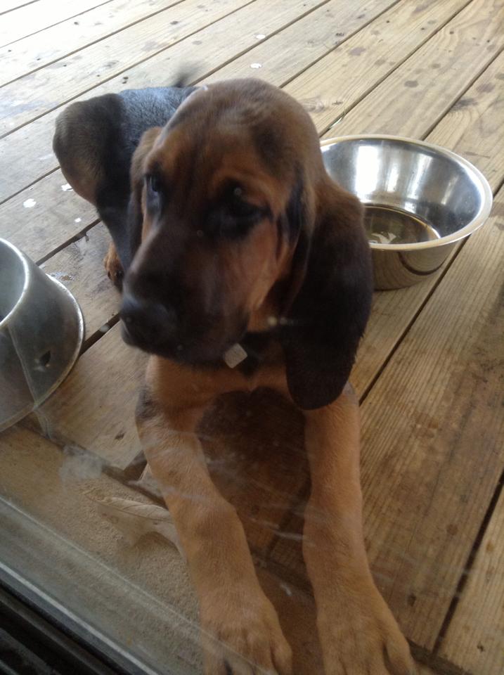 Lilly.......my full blood female Bloodhound. 3 months here.