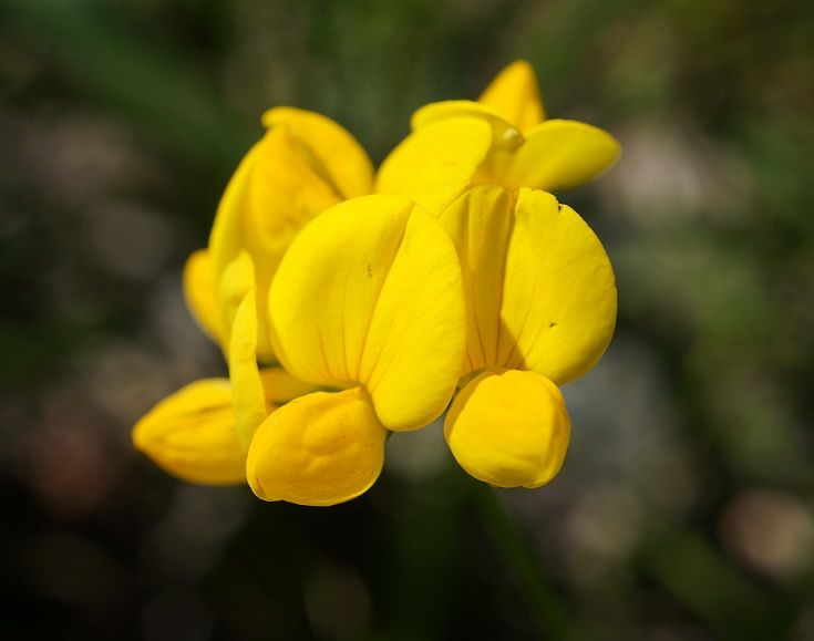 Lots of flowers were blooming